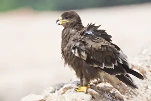 Steppe Eagle Impressions: Steppe Eagle