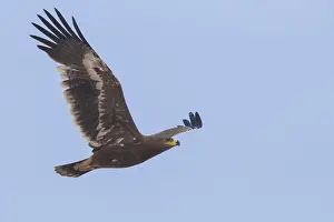 Steppe Eagle Impressions: Steppe Eagle