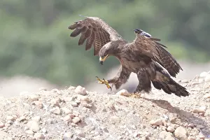 Accipitridae Family Impressions: Steppe Eagle