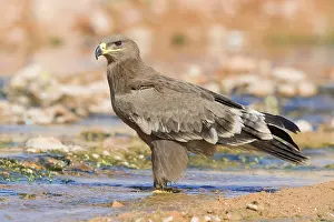 Steppe Eagle Impressions: Steppe Eagle