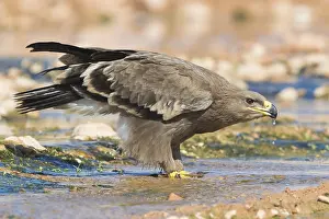 Daytime Bird Photography Impressions: Steppe Eagle