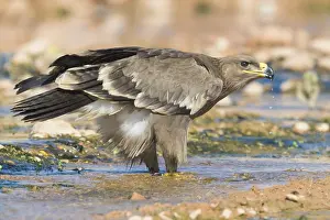 Bird Plumage Impressions: Steppe Eagle
