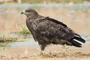 Accipitridae Family Impressions: Steppe Eagle