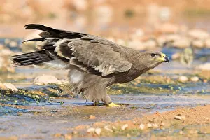 Steppe Eagle Impressions: Steppe Eagle