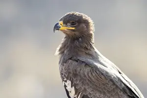Steppe Eagle Impressions: Steppe Eagle
