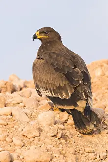 Steppe Eagle Impressions: Steppe Eagle