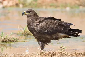 Steppe Eagle Impressions: Steppe Eagle