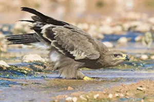 Steppe Eagle Impressions: Steppe Eagle