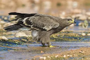 Steppe Eagle Impressions: Steppe Eagle