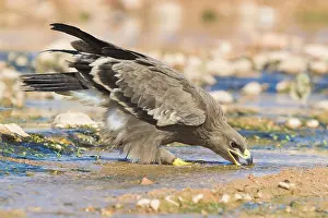 Steppe Eagle Impressions: Steppe Eagle