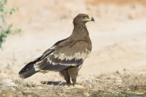 Steppe Eagle Impressions: Steppe Eagle
