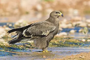 Steppe Eagle Impressions: Steppe Eagle