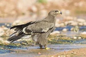 Steppe Eagle Impressions: Steppe Eagle