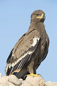 Steppe Eagle Impressions: Steppe Eagle