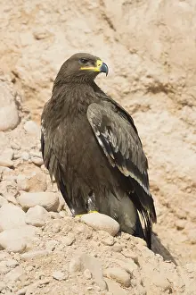 Steppe Eagle Impressions: Steppe Eagle