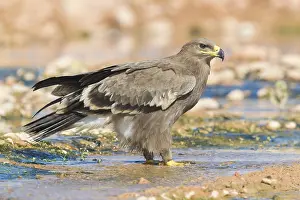 Daytime Bird Photography Impressions: Steppe Eagle