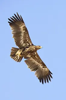 Steppe Eagle Impressions: Steppe Eagle