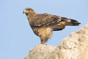 Accipitridae Species Impressions: Steppe Eagle