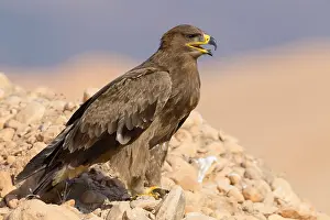 Wildlife Animals Impressions: Steppe Eagle