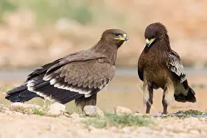 Steppe Eagle Impressions: Steppe Eagle