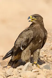 Raptor Species Impressions: Steppe Eagle