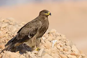 Wildlife Animals Impressions: Steppe Eagle
