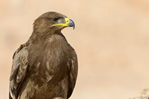 Accipitridae Family Eagles Impressions: Steppe Eagle