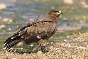 Accipitridae Family Impressions: Steppe Eagle