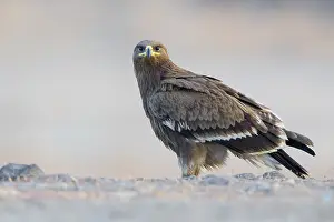Juvenile Bird Impressions: Steppe Eagle