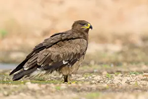 Accipitridae Family Eagles Impressions: Steppe Eagle
