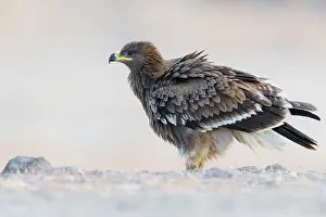 Steppe Eagle Impressions: Steppe Eagle