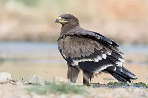 Steppe Eagle Impressions: Steppe Eagle