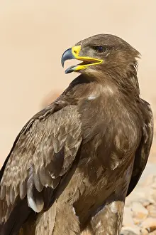 Steppe Eagle Impressions: Steppe Eagle