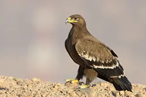Steppe Eagle Impressions: Steppe Eagle
