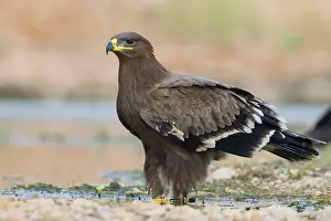 Raptor Wildlife Photography Impressions: Steppe Eagle