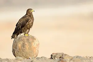 Accipitridae Family Impressions: Steppe Eagle