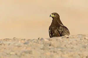 Raptor Species Impressions: Steppe Eagle