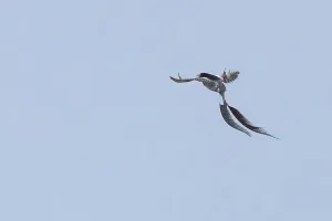 Argentina Nature Reserves Impressions: Strange-tailed Tyrant, Alectrurus risora