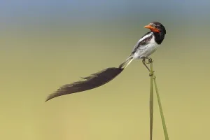 Wildlife In Argentina Impressions: Strange-tailed Tyrant, Alectrurus risora