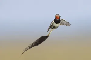 Argentina Nature Reserve Impressions: Strange-tailed Tyrant, Alectrurus risora