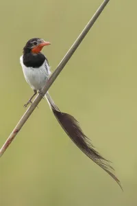 Argentina Nature Reserves Impressions: Strange-tailed Tyrant, Alectrurus risora
