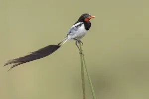 Argentina Nature Reserves Impressions: Strange-tailed Tyrant, Alectrurus risora