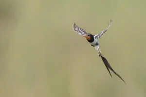 Natural Environment Conservation Impressions: Strange-tailed Tyrant, Alectrurus risora