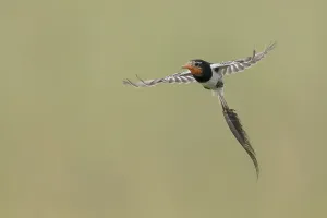 Argentina Nature Reserve Impressions: Strange-tailed Tyrant, Alectrurus risora