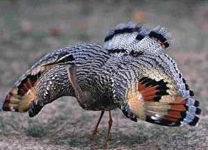 Ailes de sunbittern en l'air.