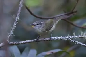 Leaf Warbler Species Impressions: Timor Leaf Warbler, Phylloscopus presbytes