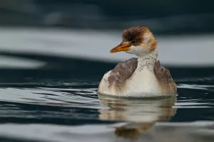 South American Birdlife Impressions: Titicaca Grebe