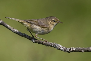 Images datées du 25 juin 2015: Tjiftjaf ; Chiffchaff ; Phylloscopus collybita