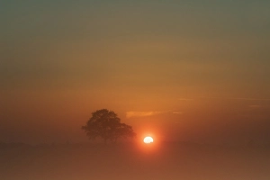 Autumn Trees Europe Impressions: Trees at sunset