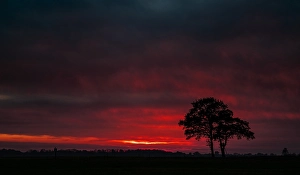 Sunset In Europe Impressions: Trees at sunset